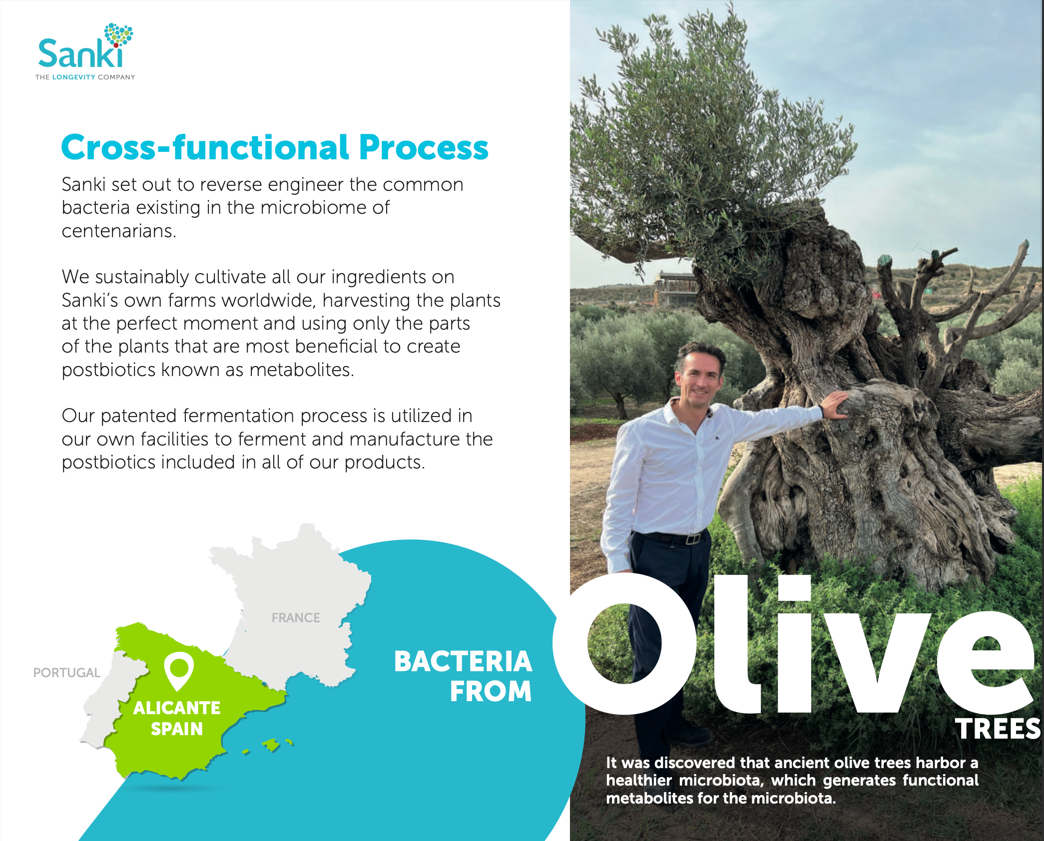 Picture explaining the cross-functional process with man standing in front of olive tree