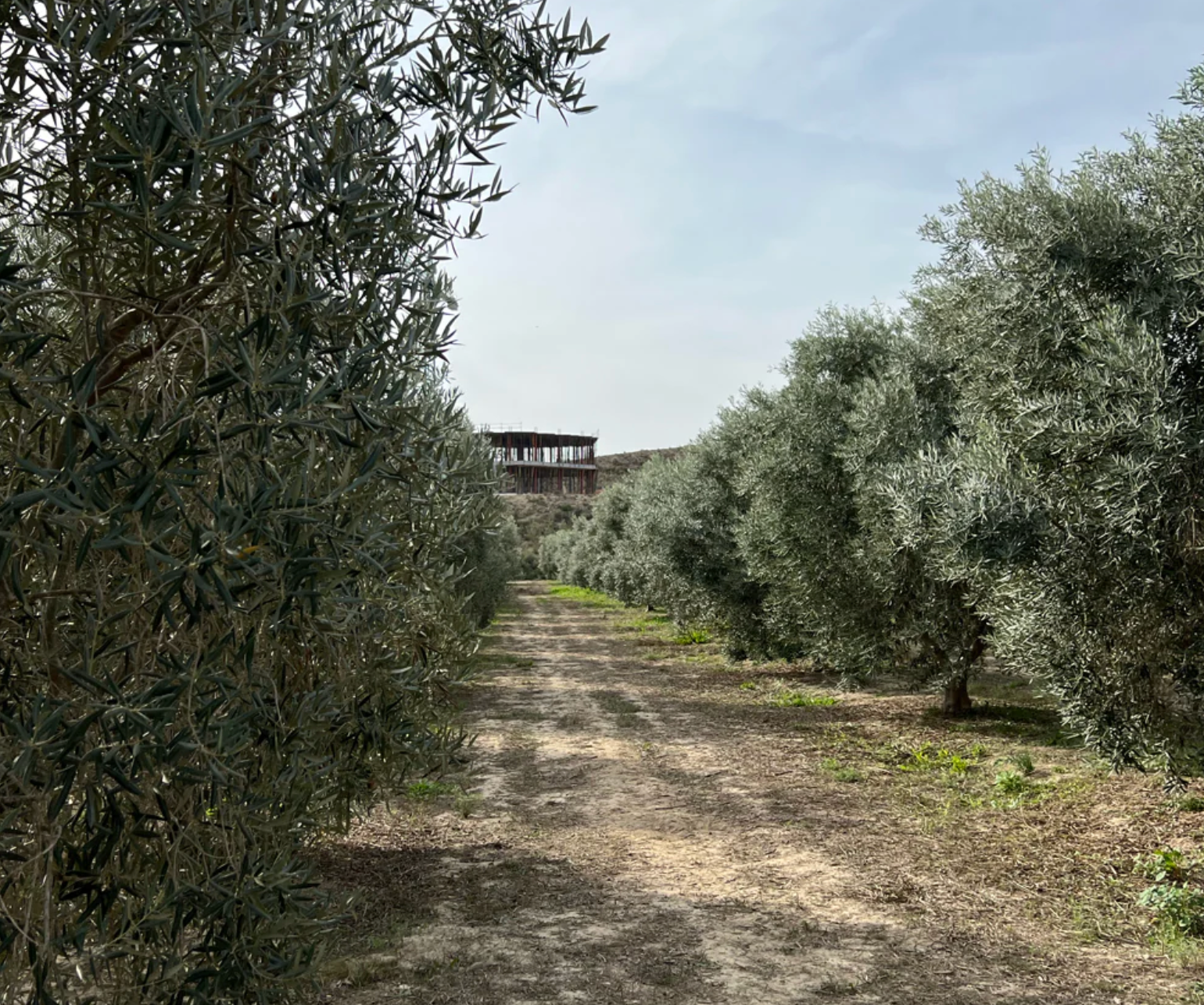 Picture of olive trees on a farm in spain